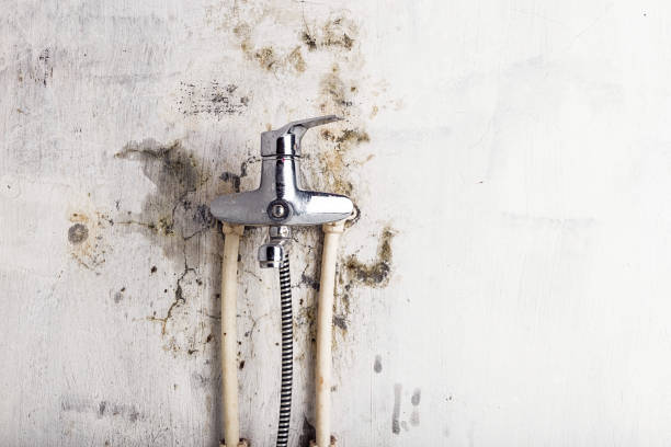 Trusted Tiffin, IA Mold Removal Experts