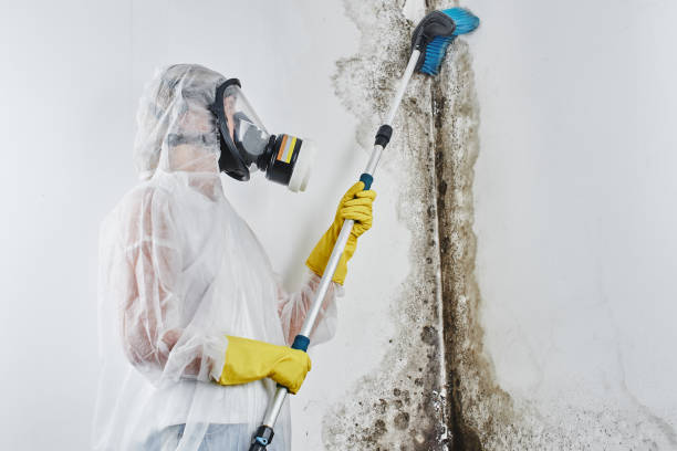 Best Mold Remediation Services  in Tiffin, IA