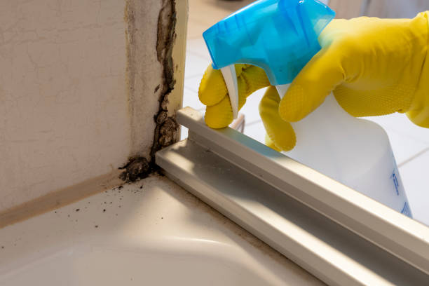 Best Residential Mold Removal  in Tiffin, IA