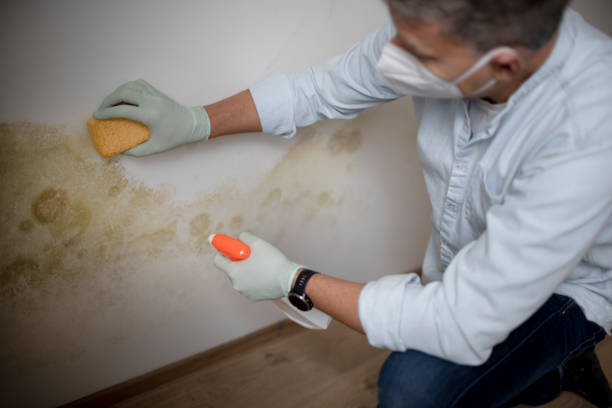 Mold Removal and Inspection in Tiffin, IA