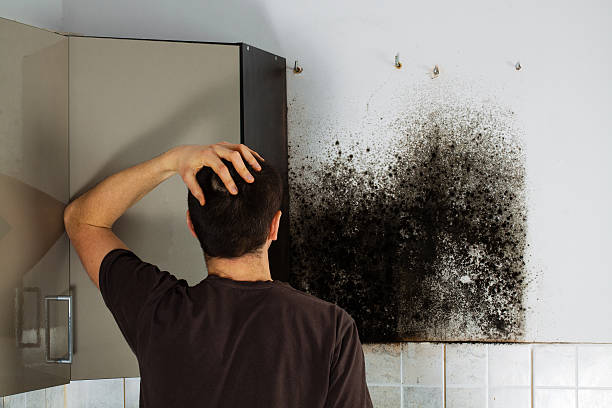 Best Mold Damage Repair  in Tiffin, IA