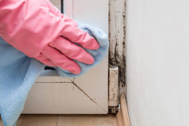 Best Office Mold Removal Services  in Tiffin, IA